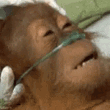 dying-dead