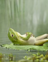 greenfreg