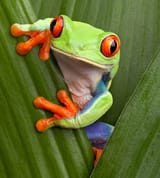 red-eyed-tree-frog-on-leaves-3-2