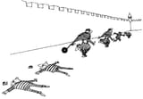quino frog