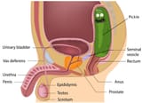 male-reproductive-system-diagram-e5d416