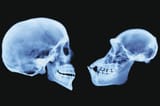 homo-naledi