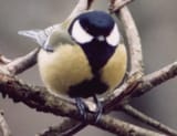 Venom emerges from tennis ball
