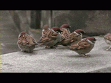 Bird fight