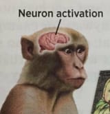 neuron activation