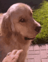 dog-moving-away-dog-backing-away-from-hand