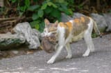 Close-up-of-a-mother-cat-carrying-a-baby-walking-on-the-road_Mr.Sutun-photographer_Shutterstock