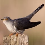 cuckoo1