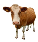 the cow