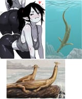 marceline atopdentatus