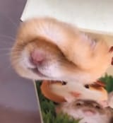 hamster