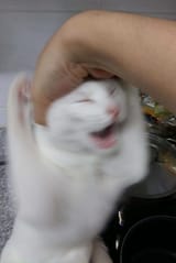 catgrab