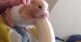 hamster banana