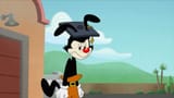 yakko i