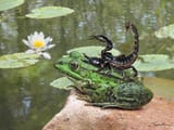 the-scorpion-and-the-frog-spadecaller-1685623768