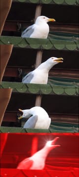 Inhaling-Seagull