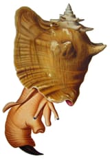 sad snail