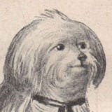 dogga