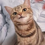 big-fan-of-this-smug-cat-v0-zgrw9kr8tetb1