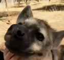 Hyena scratch_thumb.jpg