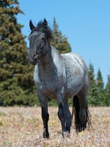 10_Most_Common_Blue_Roan_Horse_Breeds