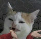 cat-hands