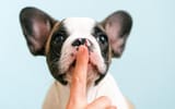 dog-barking-reasons