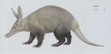 aardvark
