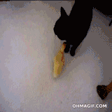 an ecaflip trying to take a bath