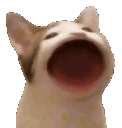 catto