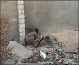 live action Wile E Coyote