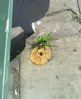 who lives in the sewers under the street?