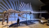 Spinosaurus Skeleton
