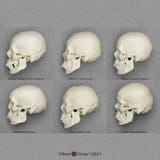product-1597-main-original-1629485830__46466