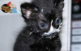 1b3183e629006b7fb81c848bab98c117--funny-cat-memes-funny-pets-1768079210