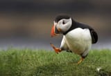 Unpopular Opinion Puffin 589