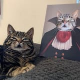 what is a cat