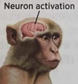 my ancient monkeybrain tells my boner to rise up