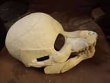 fursuit_skull__wip__by_gradendine_dg3lr0w-pre