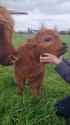 CowScritches_thumb.jpg