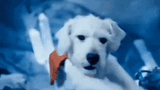 Fuckass dancing Krypto
