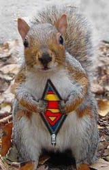 superkaterica