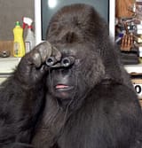 Binocular gorilla