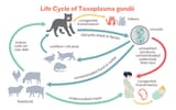 blog-LifeCycleofToxoplasmosis-Raffaela-compress_1024x1024
