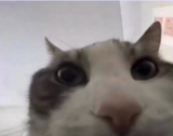 4415142614514848511