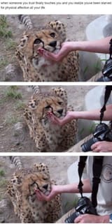 cheetah affection