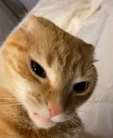 Disdain