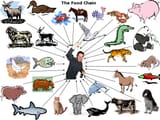 Humans-at-Center-of-Food-Chain