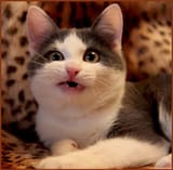 cat is mildly amused