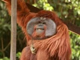 laffinpongo